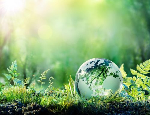 Click A Tree – Bäume pflanzen für die Umwelt